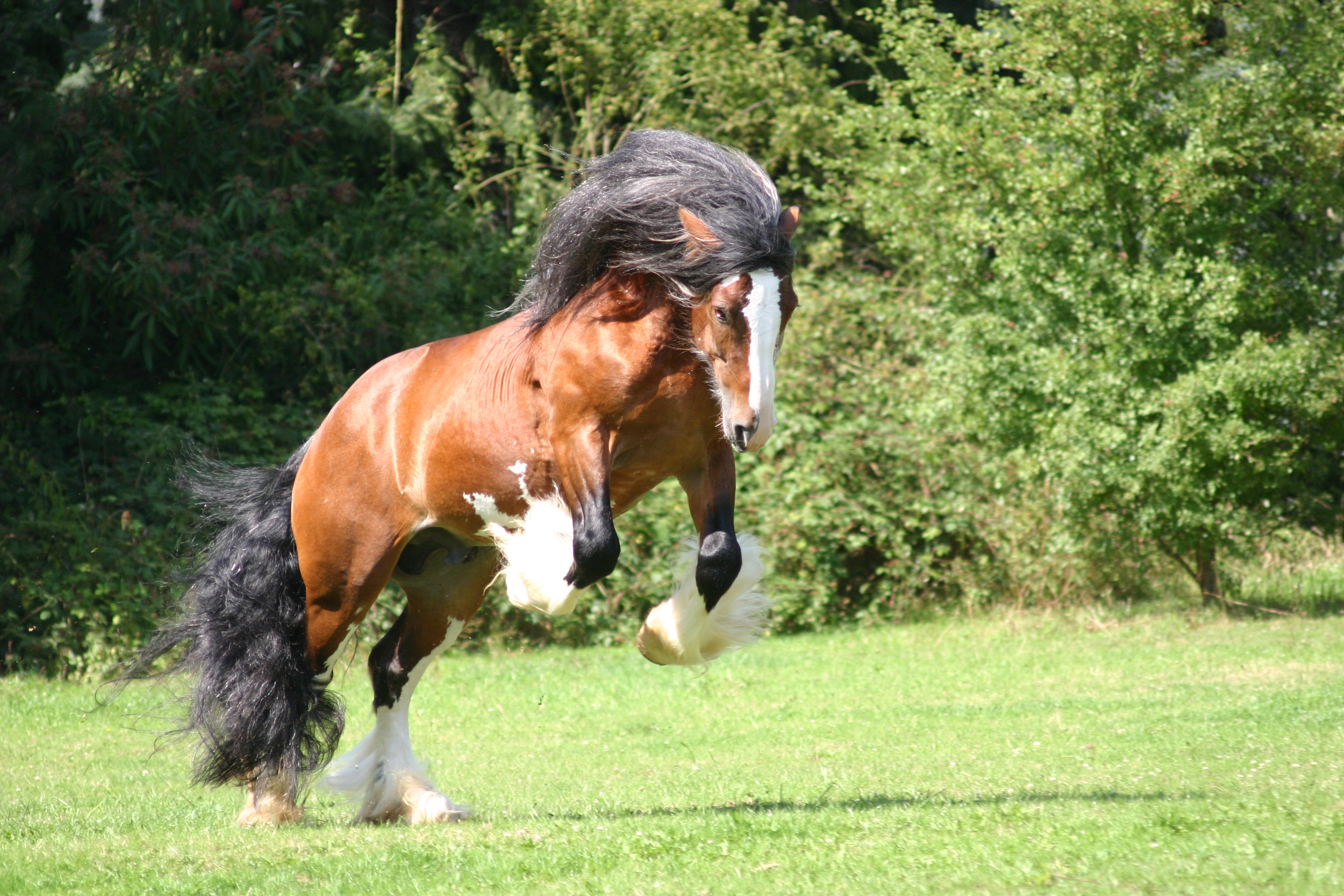 Animals_858