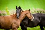 Animals_859