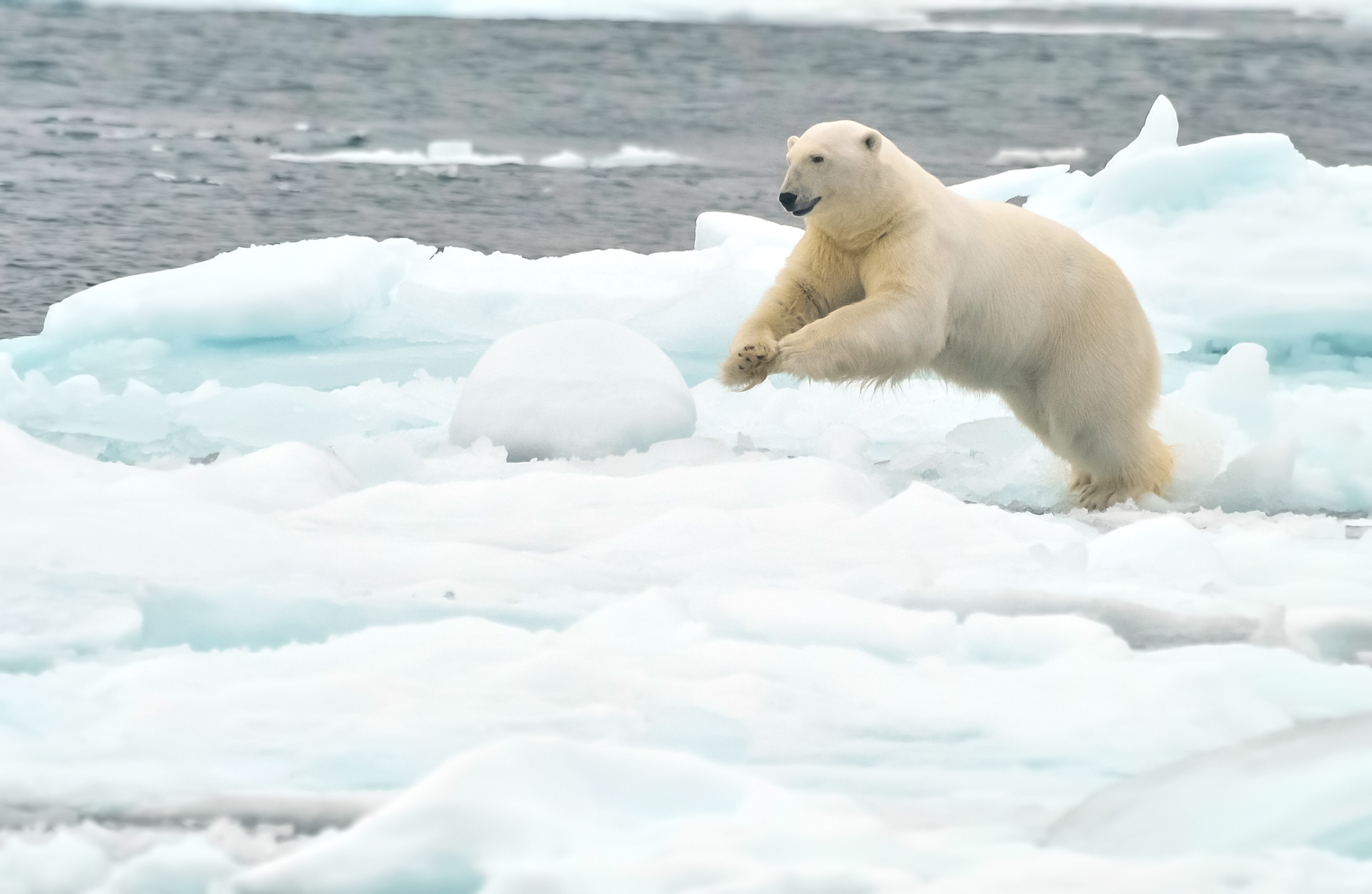 Animals_861