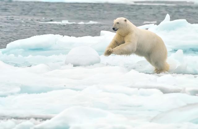 Animals_861