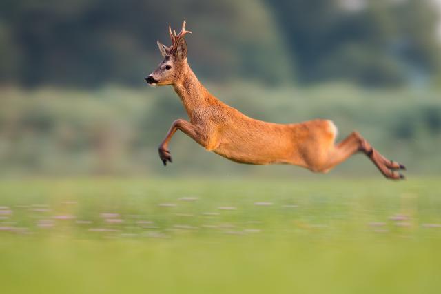 Animals_863