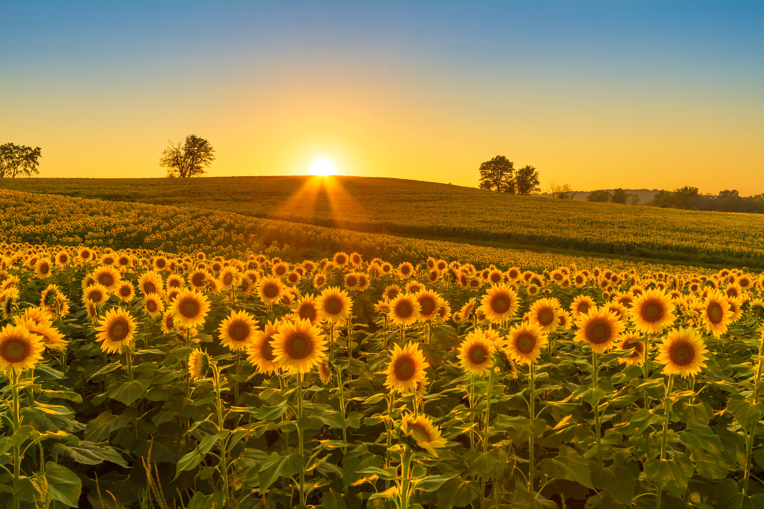 Sunflower_Field_18