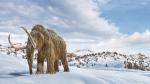 Animals_864
