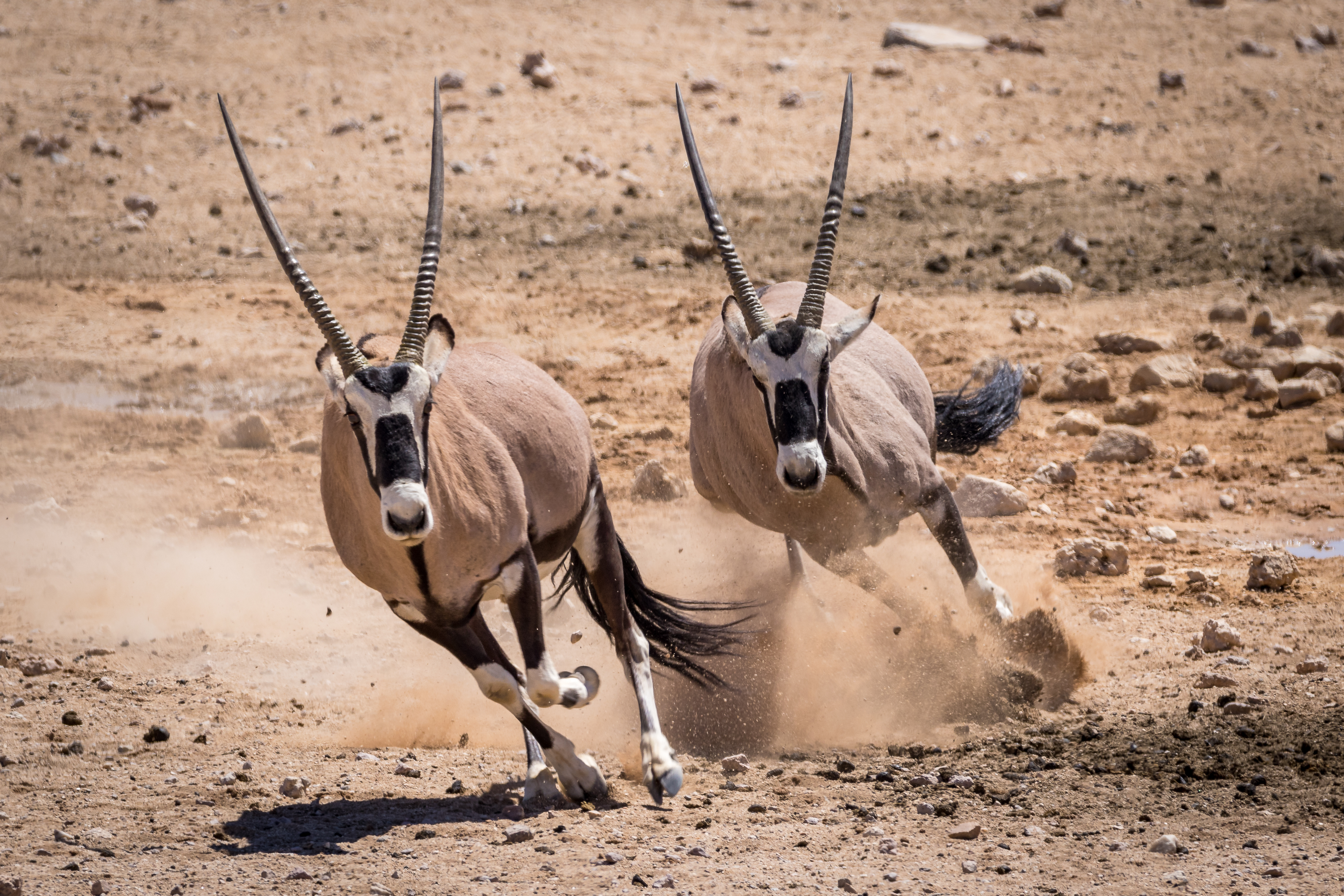 Desert_162