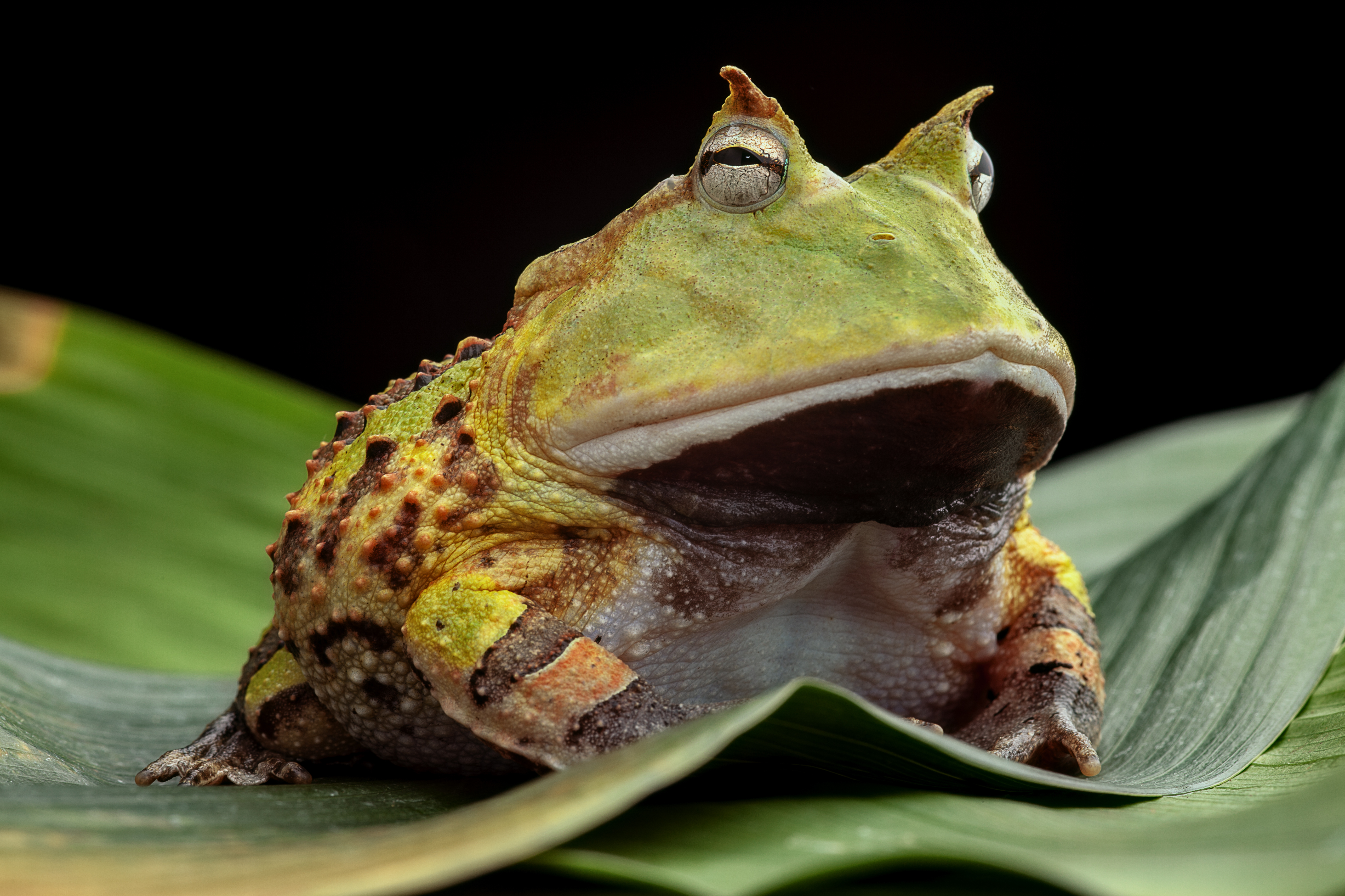 Animals_866