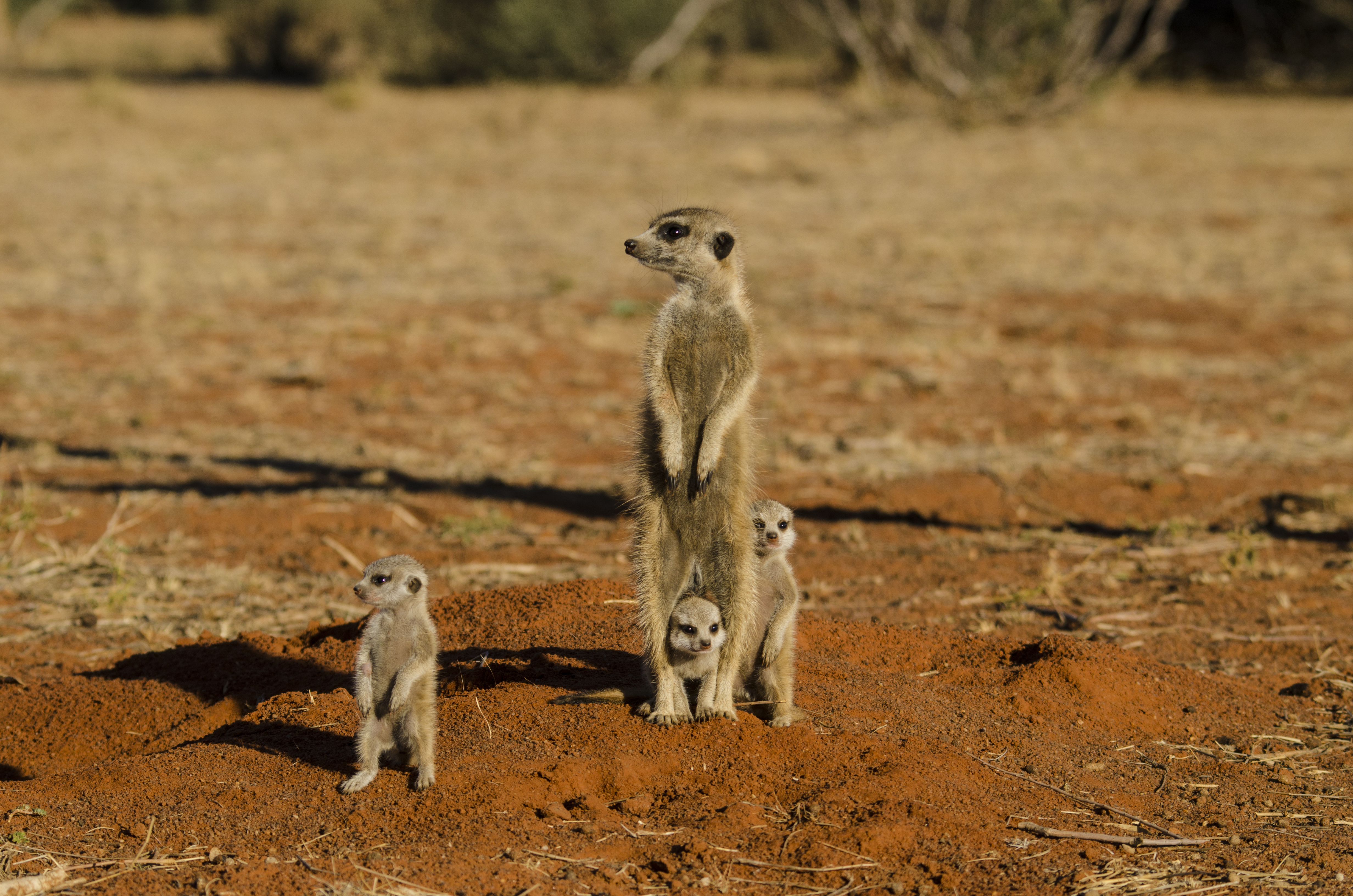 Animals_868