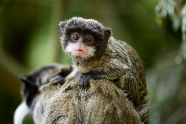 Animals_870