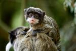 Animals_870