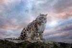 Snow_Leopard_15