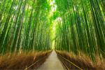 Japan_229