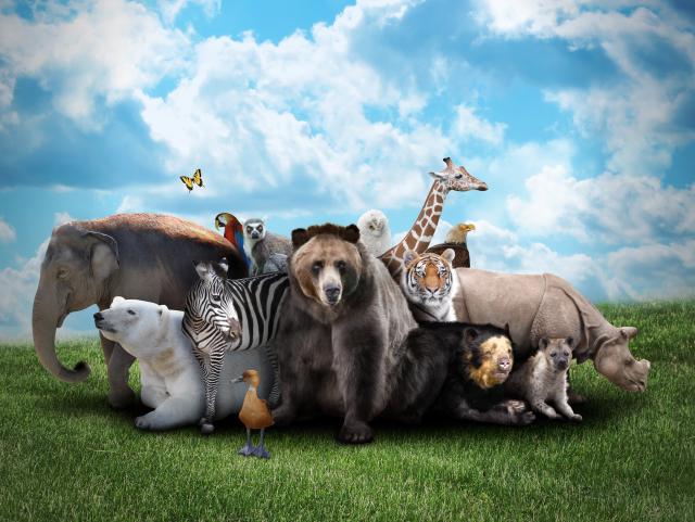 Animals_878