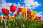 Colorful_Tulips_23