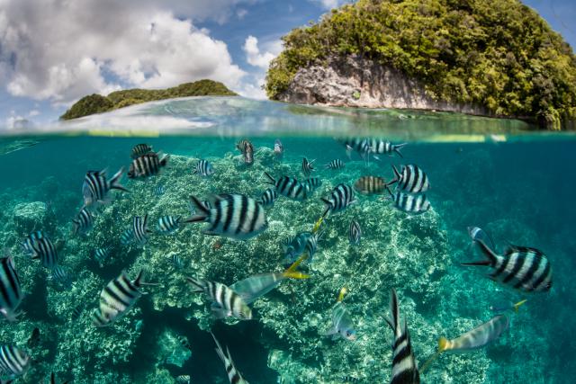 ocean-life-804