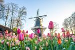 Windmill_105