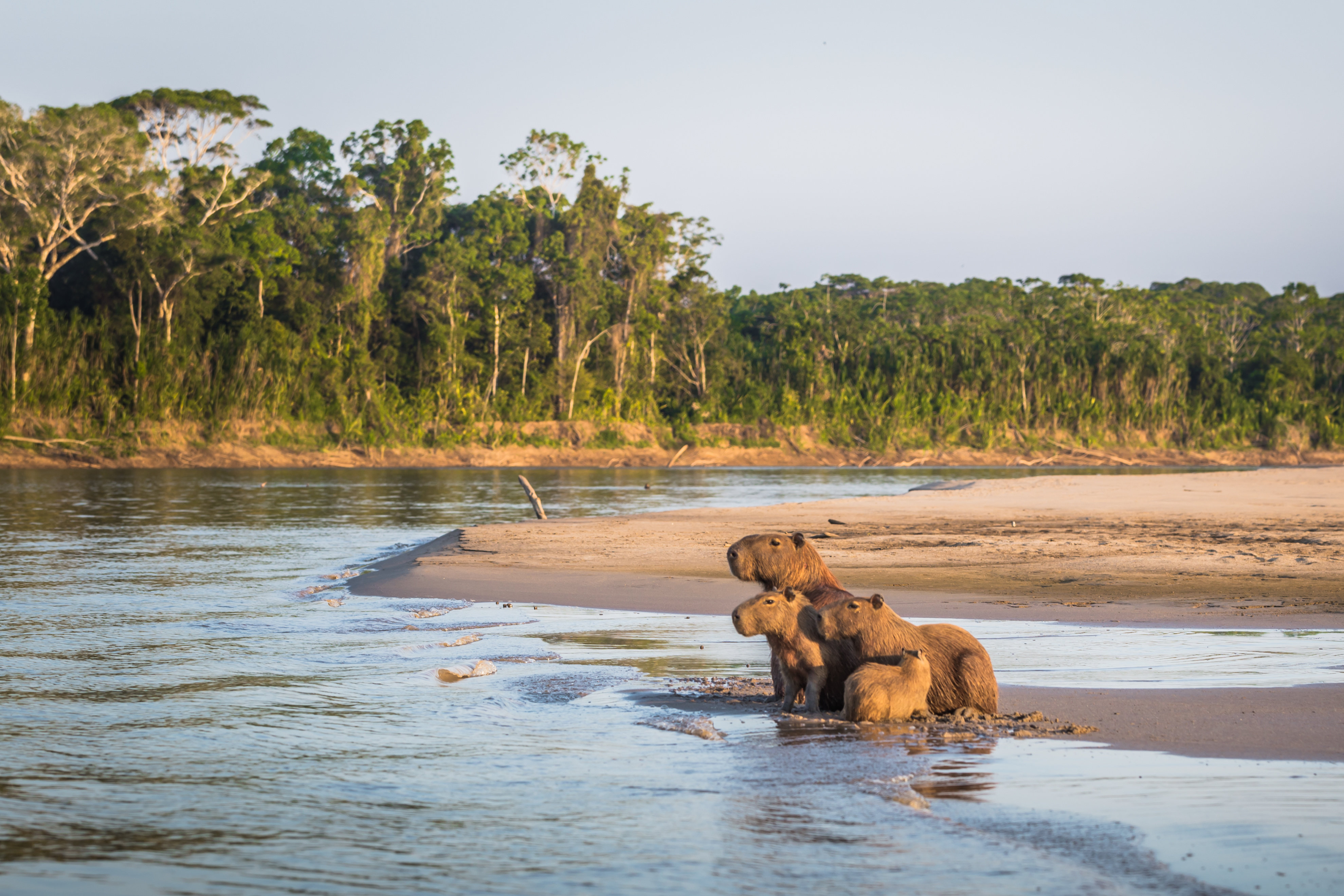 Animals_892