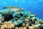 ocean-life-810