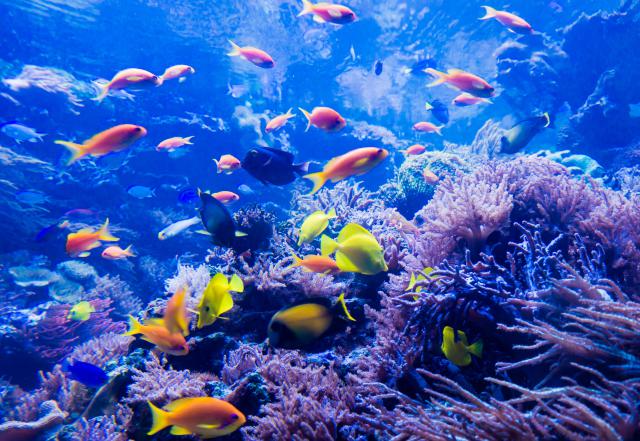 ocean-life-811