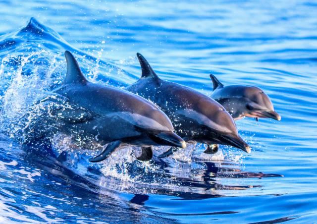 ocean-life-813