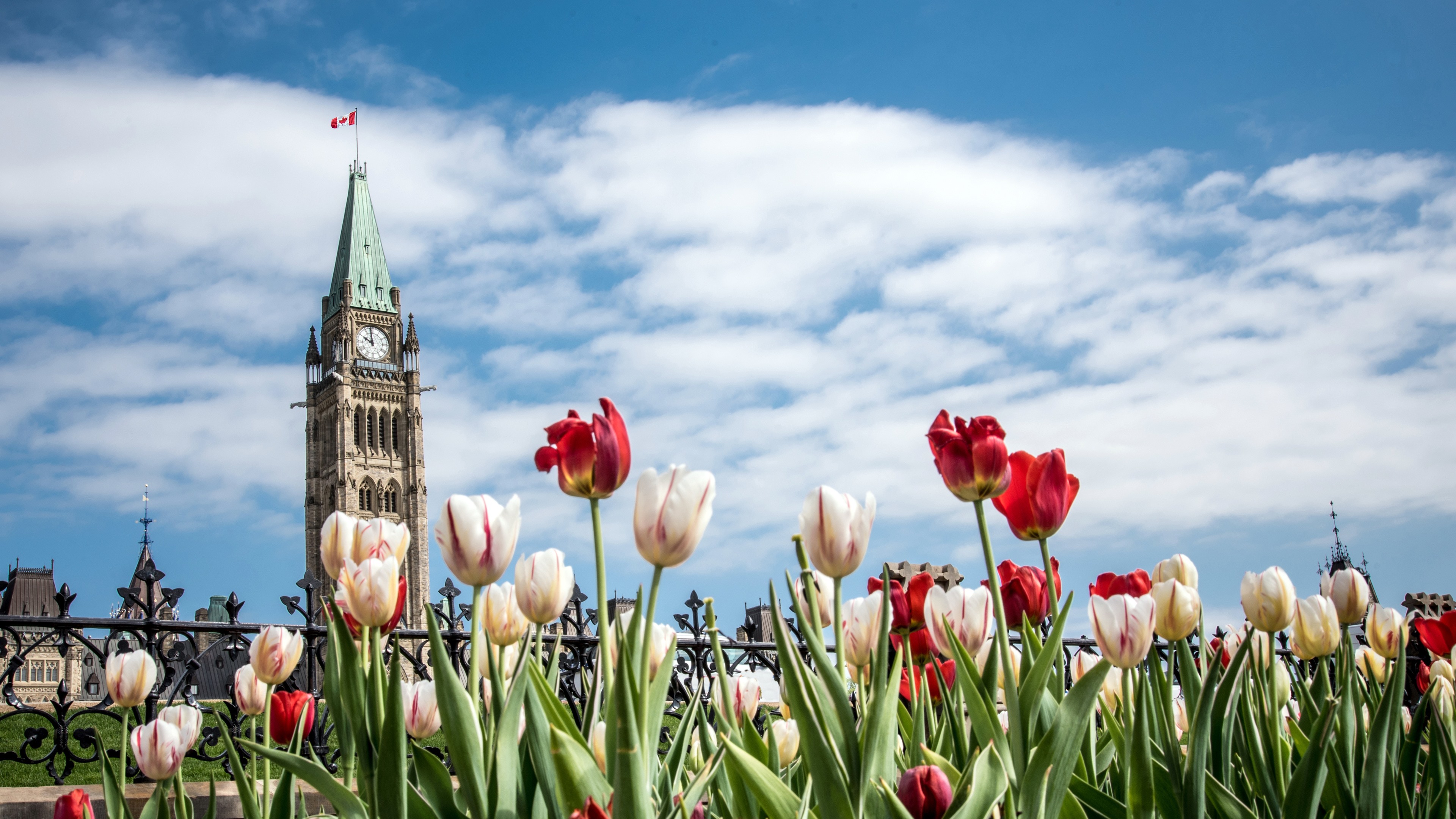 Colorful_Tulips_27