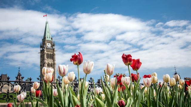 Colorful_Tulips_27