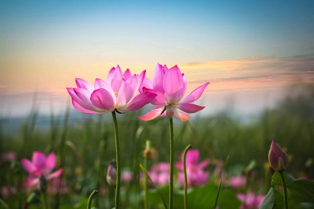 Flower_116