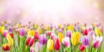 Colorful_Tulips_31