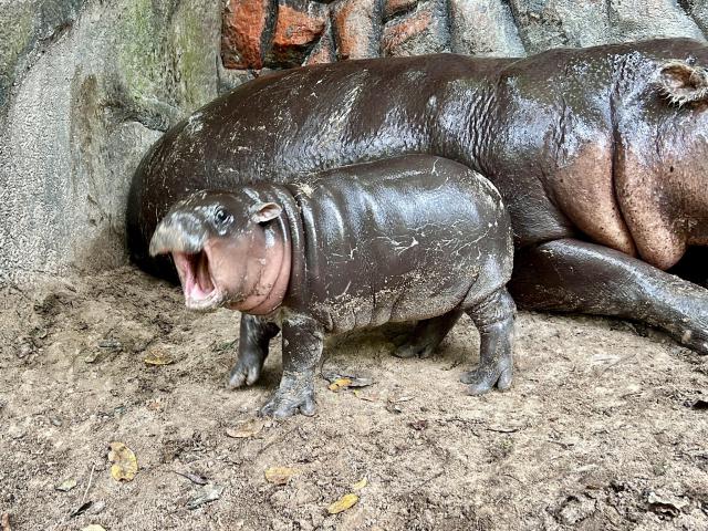 Animals_910