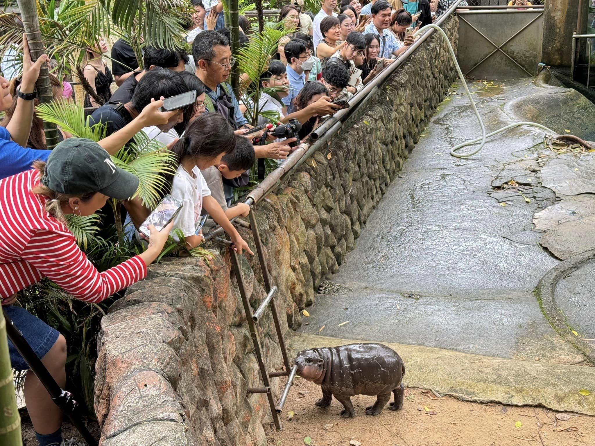 Animals_915