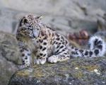 Snow_Leopard_16