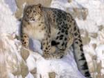 Snow_Leopard_17