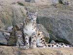 Snow_Leopard_19