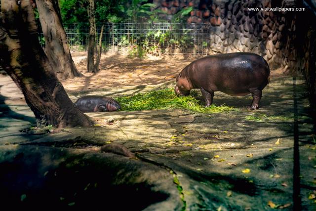 Animals_971