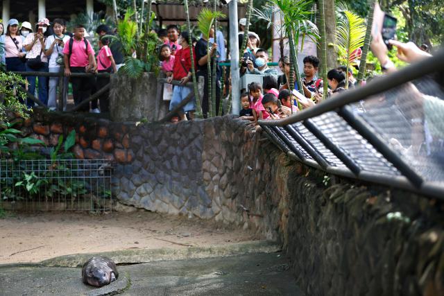 Animals_976