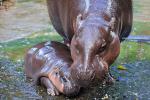 Animals_988