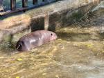 pygmy_hippo_01