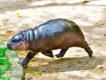 pygmy_hippo_02