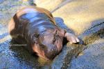 pygmy_hippo_11