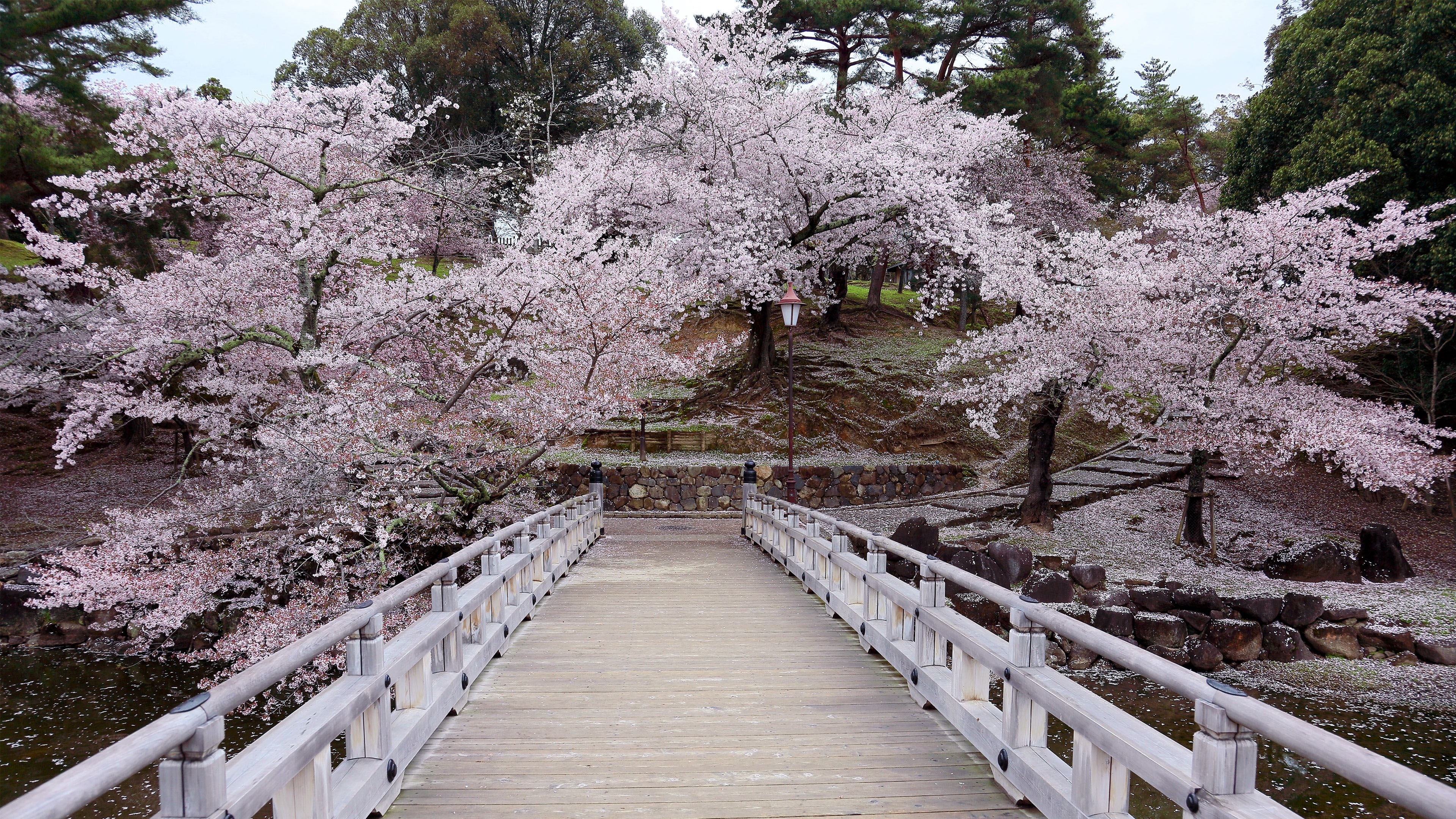 Japan_269