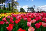 Colorful_Tulips_34