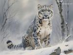 Snow_Leopard_26