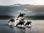 ocean-life-832