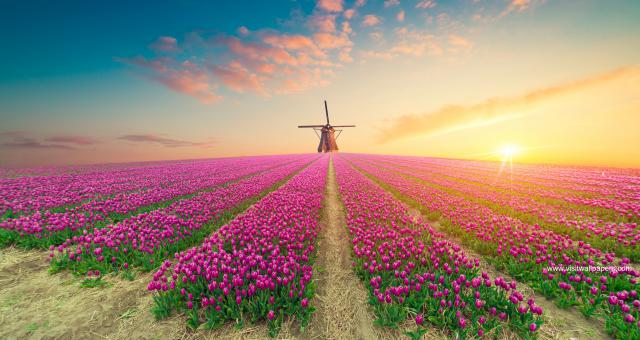 Windmill_111