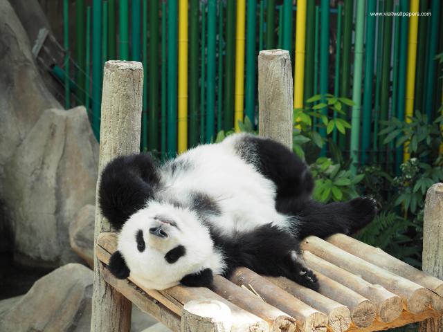 panda_01