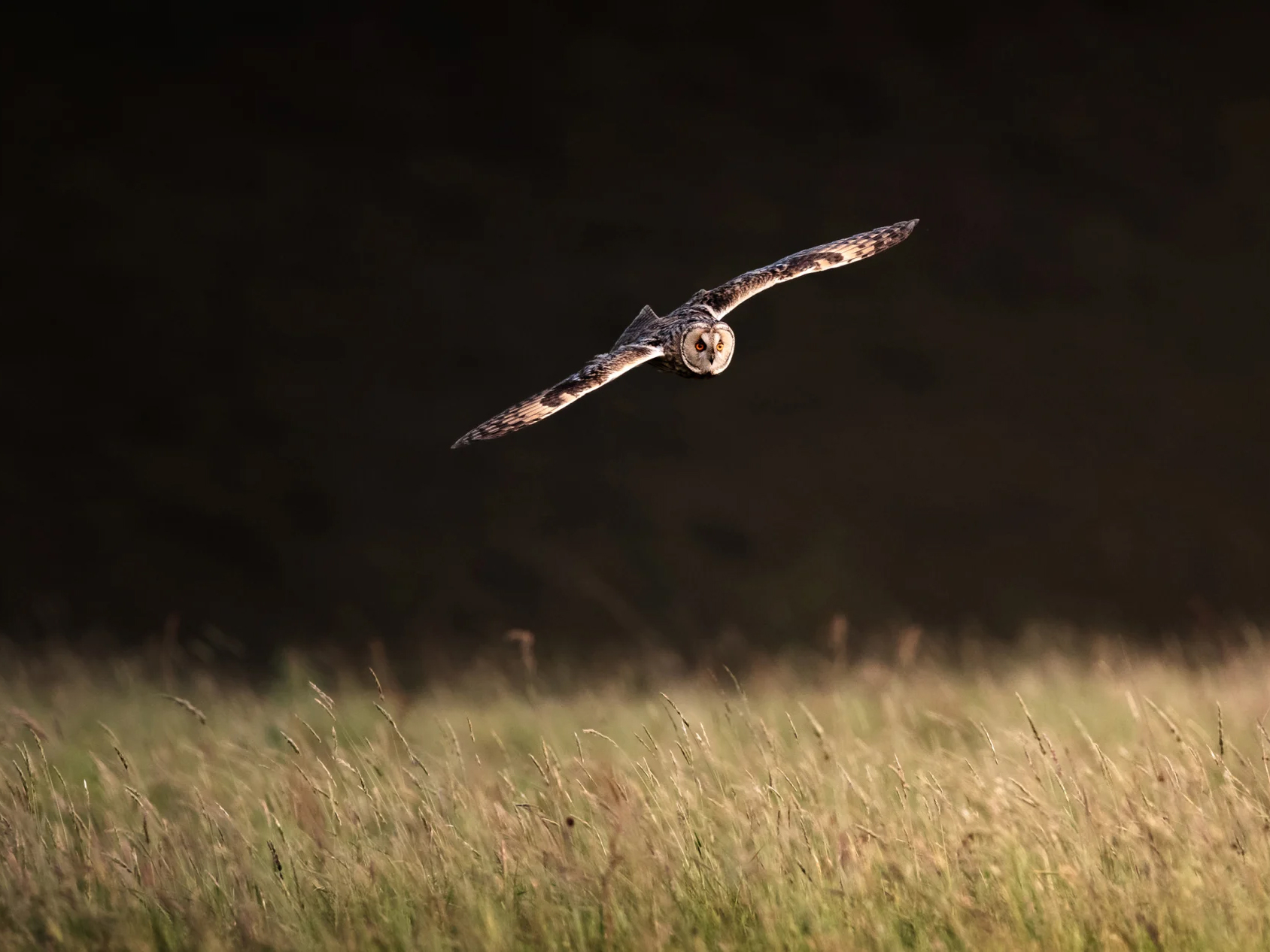 birds_390