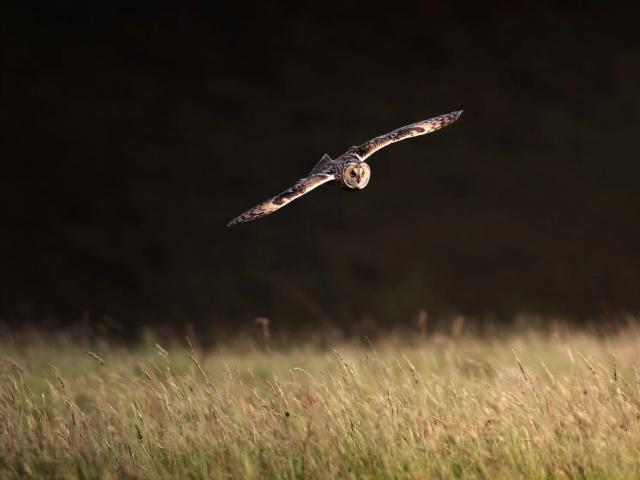 birds_390