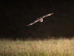 birds_390