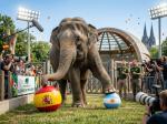 elephant_01