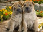 dog_003