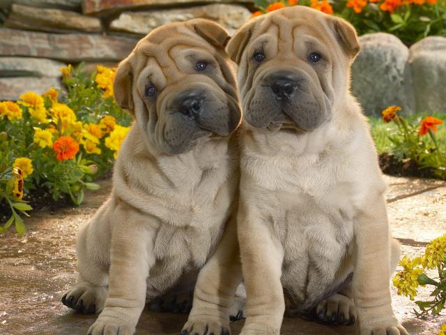 dog_003
