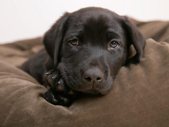 dog_004